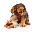 German Shepherd Puppy Dog Playing With Little Bengal Cat. Isolated