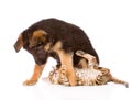 German shepherd puppy dog playing with little bengal cat. Royalty Free Stock Photo