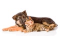 German Shepherd Puppy Dog Sniffs Bengal Cat. Isolated On White