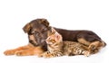 German Shepherd Puppy Dog Sniffs Bengal Cat. Isolated On White B