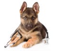 German Shepherd Puppy Dog With A Stethoscope On His Neck. Isolated
