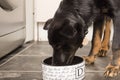 German shepherd puppy eating dog food from a silver dog bowl in the kitchen Royalty Free Stock Photo