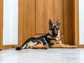 German Shepherd puppy Royalty Free Stock Photo