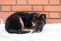 German shepherd puppy is freezing in the snow Royalty Free Stock Photo