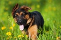 German puppy in dandelion meadow Royalty Free Stock Photo