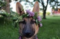 German Shepherd Puppy with Flower Crown Royalty Free Stock Photo