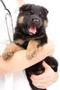 German Shepherd puppy on the hands of a veterinarian Royalty Free Stock Photo