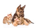 German shepherd puppy hugging bengal kittens. isolated on white Royalty Free Stock Photo