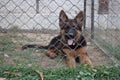 German shepherd puppy inside a cage. 4 months old dog. Royalty Free Stock Photo