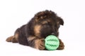 German shepherd puppy isolated on white with ball Royalty Free Stock Photo