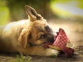 German shepherd puppy lay on green grass lawn with human hand