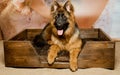 German shepherd puppy lay in special bed for dog Royalty Free Stock Photo