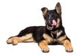 German Shepherd puppy licking Royalty Free Stock Photo