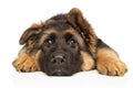 German Shepherd puppy lies on white background Royalty Free Stock Photo