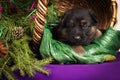 German shepherd puppy lying in a basket with fir branches. Purple background.
