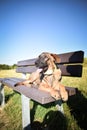 German shepherd puppy is lying on brench Royalty Free Stock Photo
