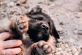 A black and red adorable puppy enjoys a massage and playing with its owner. A German shepherd puppy is lying on its back and a