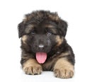 German shepherd puppy Royalty Free Stock Photo