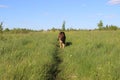 The German Shepherd puppy 10 month. field. Royalty Free Stock Photo