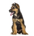 German Shepherd puppy , 3 months old Royalty Free Stock Photo