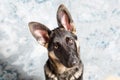 German Shepherd puppy, 4 months old, sitting  in front of blue background Royalty Free Stock Photo
