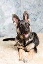 German Shepherd puppy, 4 months old, sitting in on sheep wool in front of blue background Royalty Free Stock Photo