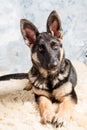 German Shepherd puppy, 4 months old, sitting in on sheep wool in front of blue background Royalty Free Stock Photo