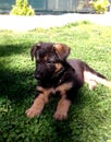 German shepherd puppy 2 months waiting on the grass Royalty Free Stock Photo