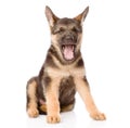 German Shepherd puppy with open mouth. isolated on white Royalty Free Stock Photo