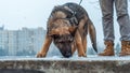 German shepherd puppy with owner Royalty Free Stock Photo