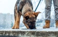 German shepherd puppy with owner Royalty Free Stock Photo