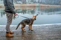 German shepherd puppy with owner at winter Royalty Free Stock Photo