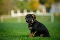 German Shepherd puppy in a park Royalty Free Stock Photo