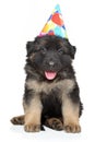 German shepherd puppy in party cone