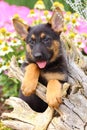 German Shepherd Puppy with paws on an old stump