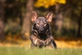 German shepherd puppy Royalty Free Stock Photo