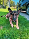 German Shepherd Puppy Playing with an Apple in the Backyard Royalty Free Stock Photo