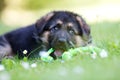 German shepherd puppy playing with rope Royalty Free Stock Photo