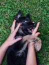 A German Shepherd puppy plays with a lady`s hand with painted nails Royalty Free Stock Photo