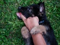 A German Shepherd puppy plays with a lady`s hand with painted nails Royalty Free Stock Photo