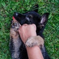 A German Shepherd puppy plays with a lady`s hand with painted nails Royalty Free Stock Photo