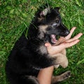 A German Shepherd puppy plays with a lady`s hand with painted nails Royalty Free Stock Photo