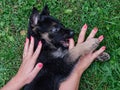 A German Shepherd puppy plays with a lady`s hand with painted nails Royalty Free Stock Photo