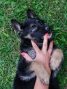 A German Shepherd puppy plays with a lady`s hand with painted nails Royalty Free Stock Photo