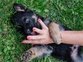 A German Shepherd puppy plays with a lady`s hand with painted nails Royalty Free Stock Photo