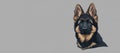 German shepherd puppy portrait in a modern style with neutral background and copy space Royalty Free Stock Photo