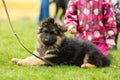 German shepherd puppy