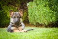 German shepherd puppy relaxing on a warm summer day