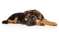 German-shepherd puppy resting on white background Royalty Free Stock Photo