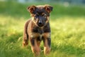 German shepherd puppy sits on green grass. AI generated